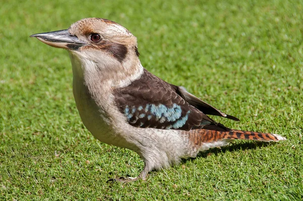 笑Kookaburra在地面上 Dacelo Novaeguineae 布里斯班澳大利亚 — 图库照片