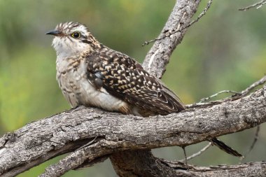 Pallid Cuckoo; Cacomantis pallidus; on a branch. Australia clipart