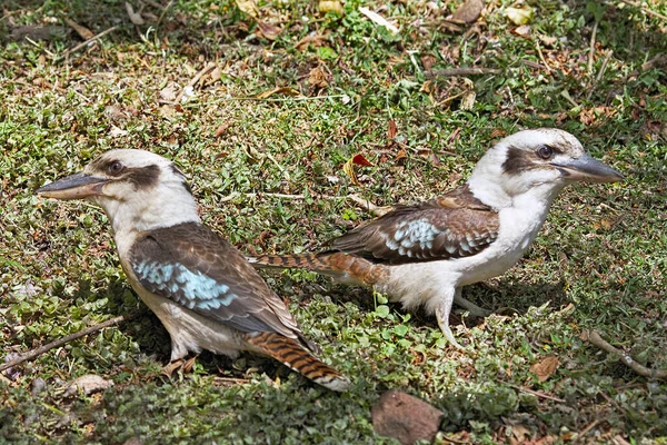 Deux Kookaburra Riant Par Terre Dacelo Novaeguineae Brisbane Australie — Photo