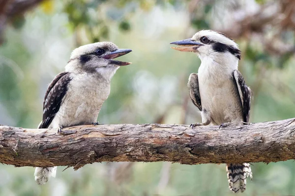 Quelques Kookaburra Perchés Dans Arbre Australie Les Oiseaux Chantent — Photo