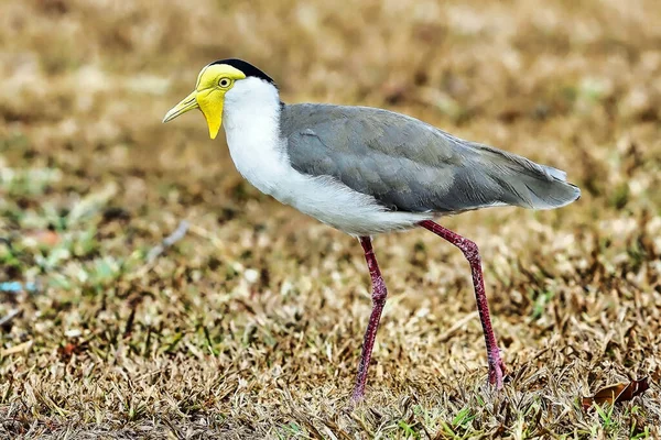 Enmascarado Lapwing Vanellus Miles Países Bajos — Foto de Stock