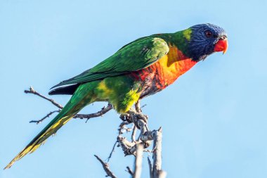 Bir gökkuşağı lorisi (trichoglossus moluccanus). Queensland 'de. Avustralyalı