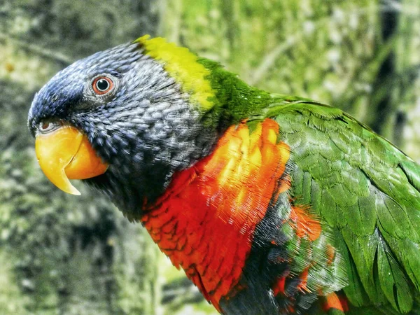 Gros Plan Une Loriquet Arc Ciel Trichoglossus Moluccanus Queensland Australie — Photo