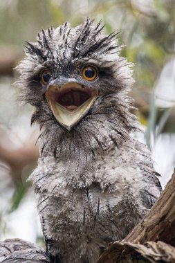 Genç tawny kurbağa (Podargus Strigoides) gagası açık bir dalda oturuyor. Avusturalya