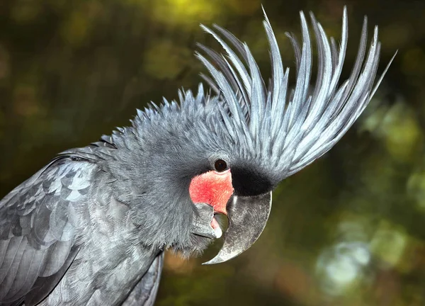 Primo Piano Palm Cockatoo Probosciger Aterrimus Faccia — Foto Stock