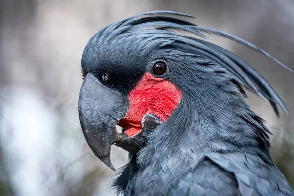 Primo Piano Palm Black Cockatoo Probosciger Aterrimus Faccia — Foto Stock