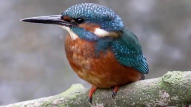 Ortak Kingfisher Alcedo bu doğal yaşam alanında