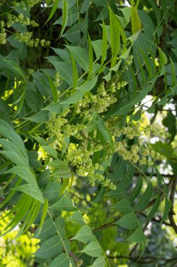 Cennet ağacı, vernik ağacı., 
