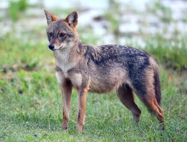 Romania. Golden jackal (Canis aureus) on a lawn