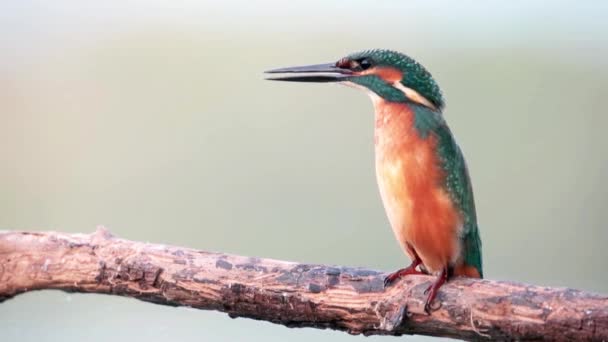 Den Gemensamme Kungsfiskaren Alcedo Vid Detta Naturlig Livsmiljö — Stockvideo