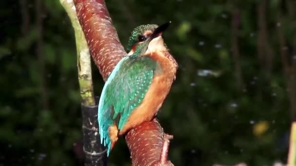 Közönséges Királyhalász Alcedo Ezen Természetes Élőhelyen — Stock videók