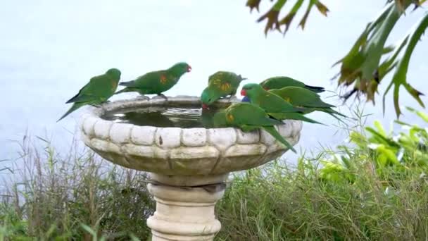 Rainbow Lorikeet喝碗里的水Trichoglossus Moluccanus 昆士兰州 澳大利亚 — 图库视频影像