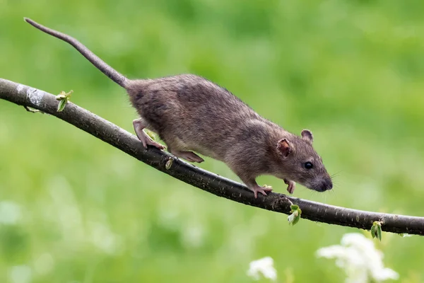 若い茶色のネズミが枝を歩いている ラタス ノルベギクス — ストック写真