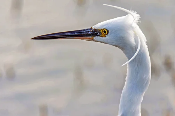 男性の小さな挨拶 Egretta Garzetta 非常にクローズアップ カマルグ フランス — ストック写真