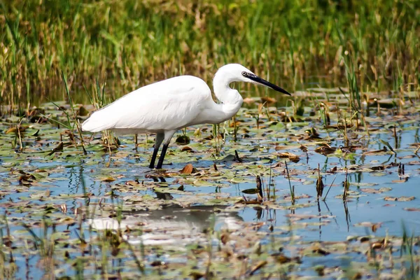 Silberreiher Egretta Garzetta Weibliche Jagd Den Sümpfen Der Camargue Frankreich — Stockfoto