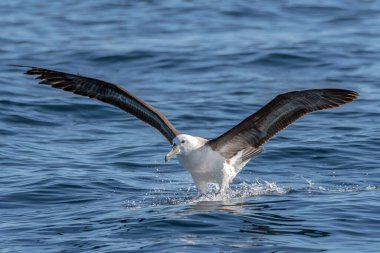 Güney Atlantik Okyanusu, Güney Okyanusu, Antarktika 'da Kara Kaşlı Albatros (Thalassarche melanofris)