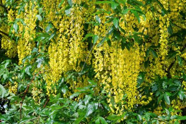 Genel Laburnum (Laburnum Anagyroides) sarı çiçek kümesi)
