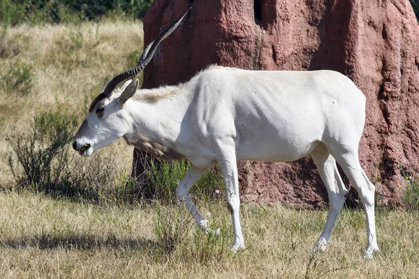 Antelope Addax Nasomaculatus Resting Espécies Ameaçadas Extinção Deserto Saara África — Fotografia de Stock