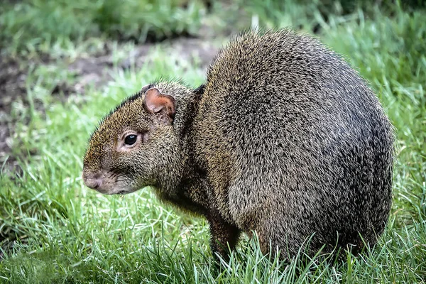 Agouti Azara Dasyprocta Azarae Pantanal Brasil — Foto de Stock