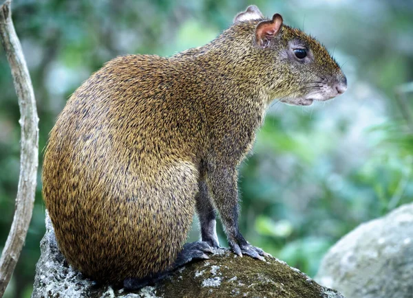 Agouti Azara Dasyprocta Azarae Pantanal Brasil — Foto de Stock