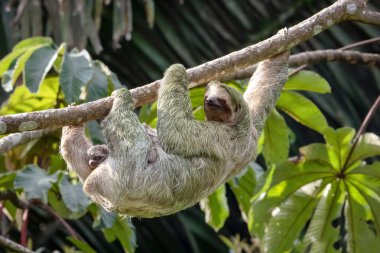 Kahverengi boğazlı tembel hayvan (Bradypus variegatus) dişi bir dala tutunarak karnında bir yavru taşıyor, Panama