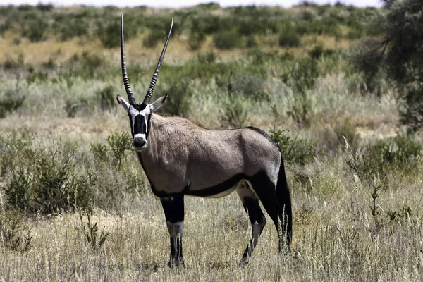 Gemsbok羚羊 Oryx Gazella 纳米比亚 — 图库照片