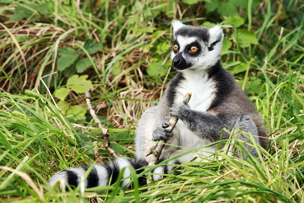 Lémur Cola Anillada Lemur Catta Madagascar Especies Peligro Extinción — Foto de Stock