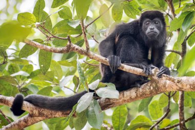 Mantolu Howler, Alouatta palliata, Panama