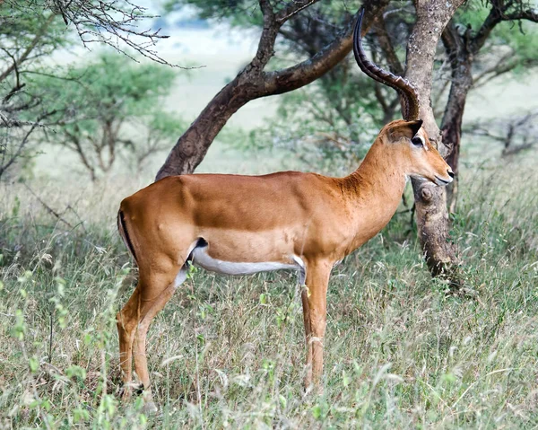 Antilope Mâle Impala Aepyceros Melampus Dans Habitat Naturel Afrique Sud — Photo