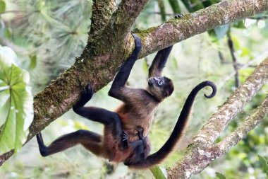 Geoffroy 'un örümcek maymunu (Ateles geoffroyi), dişi ve bebeği