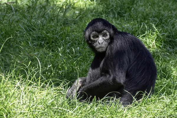Macaco Aranha Geoffroy Ateles Geoffroyi Chão Grama Zoológico França — Fotografia de Stock
