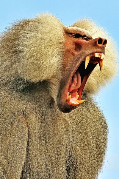 Hamadryas Baboon Papio Hamadryas — 图库照片