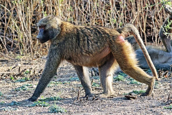 Jovem Babuíno Andando Quatro Papio Hamadryas Etipia — Fotografia de Stock