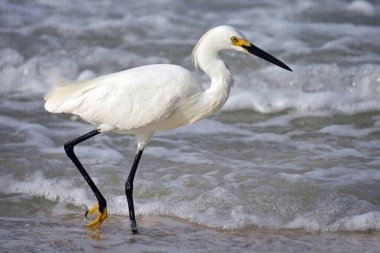 Karlı Akbalıkçıl, Egretta thula, Florida, ABD,