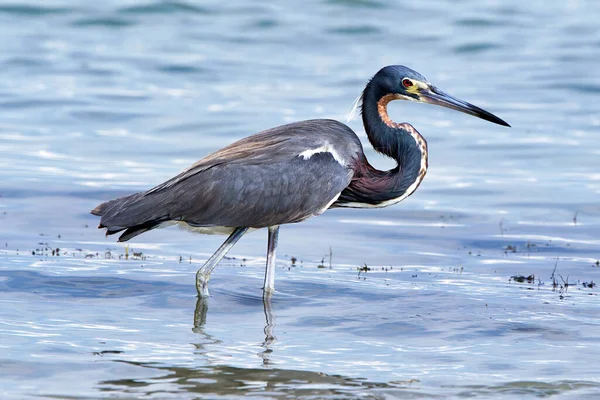 Dreifarbreiher Egretta Tricolor Golf Von Mexiko Florida Usa — Stockfoto