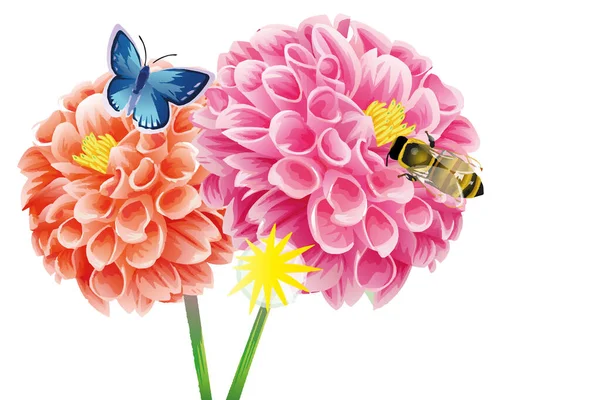 Orange Und Rosa Chrysanthemen Mit Einem Schmetterling Und Einer Biene — Stockvektor