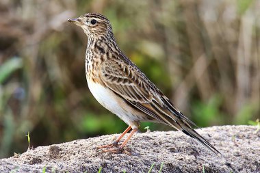 Skylark, Alauda arvensis, Manche Bölümü. Fransa