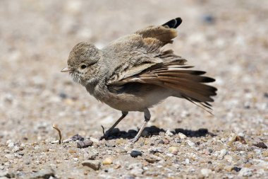 Genç Uzun Kuyruklu Lark (Ammomanes cinctura)