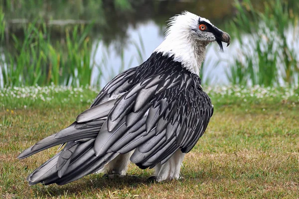 Бородатый Стервятник Gypaetus Barbatus — стоковое фото