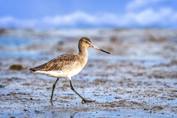 Černoocasý Godwit Limosa Limosa Francie Marais Poitevin — Stock fotografie