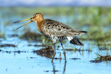 Kara kuyruklu Godwit, Limosa limozası. Fransa, Marais poitevin