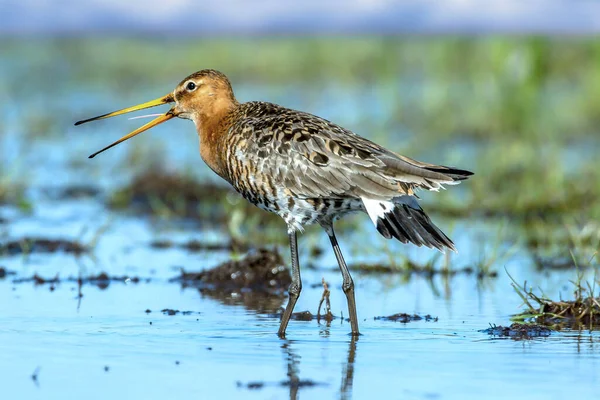 Černoocasý Godwit Limosa Limosa Francie Marais Poitevin — Stock fotografie