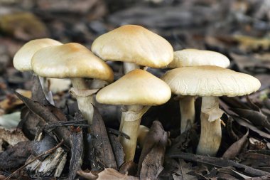 Bahar tarlası (Agrocybe praecox) mantarı odun parçacıklarında yetişir.