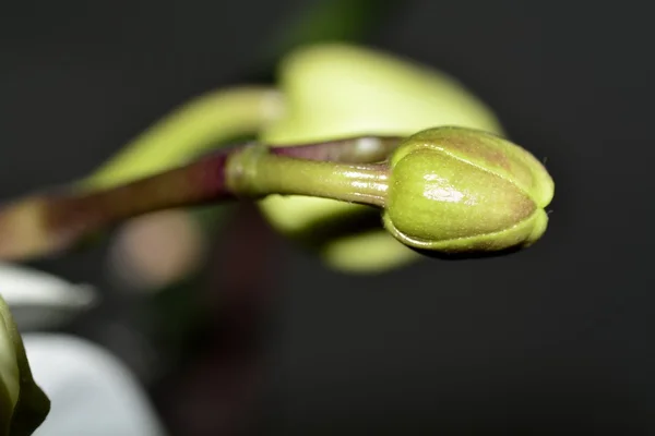 Pianta del orchid di fioritura — Foto Stock