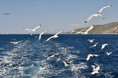 deniz üzerinde uçan martıları sürüsü