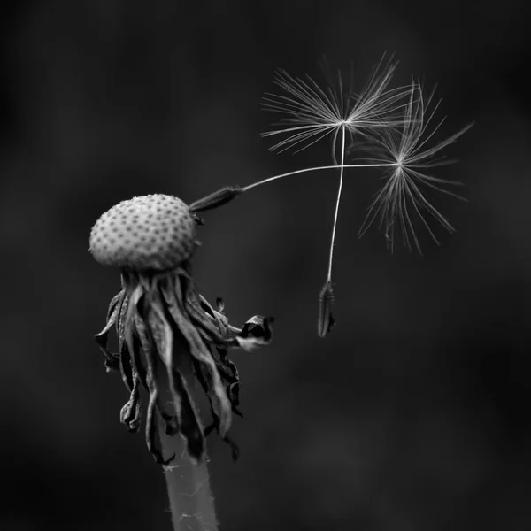 Dandelion with two last seeds — Stock Photo, Image