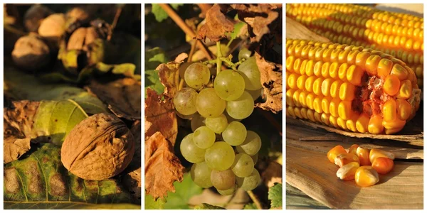 Collage med höstens frukter och grönsaker — Stockfoto