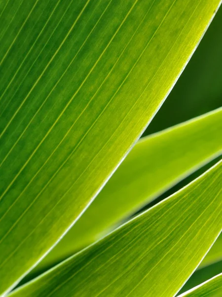 Groene bladeren in abstracte zen-stijl — Stockfoto