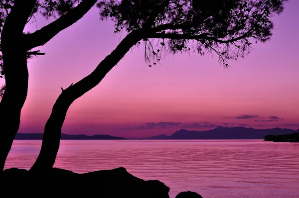 Fioletowy zachód słońca z drzewa sylwetka na morzu — Zdjęcie stockowe
