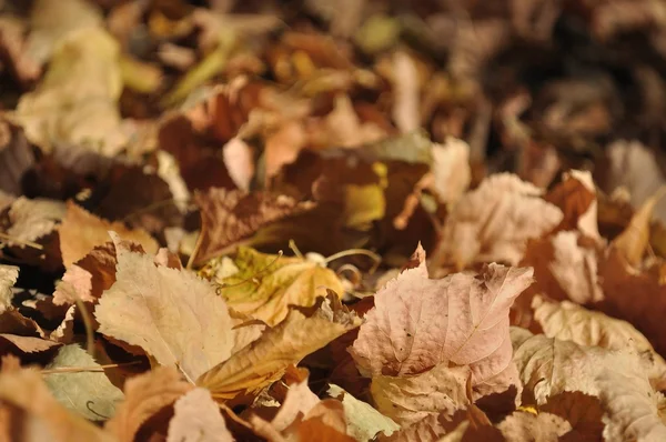 Brown caído folhas de outono no chão — Fotografia de Stock